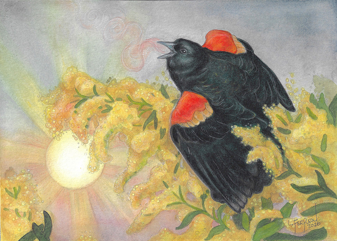 red winged black bird 1000.jpg