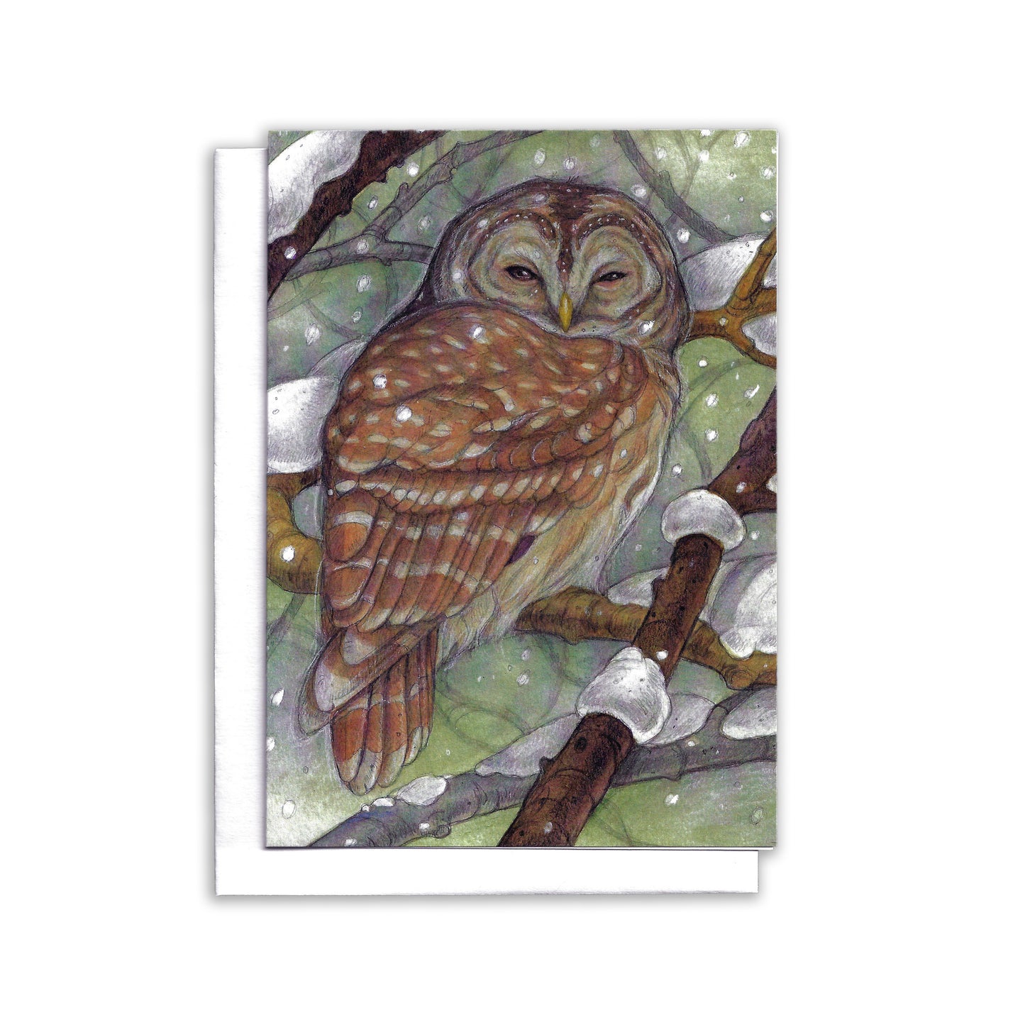 A barred owl sits sleepily in a tree with snow covered branches. Gentle snowflakes fall