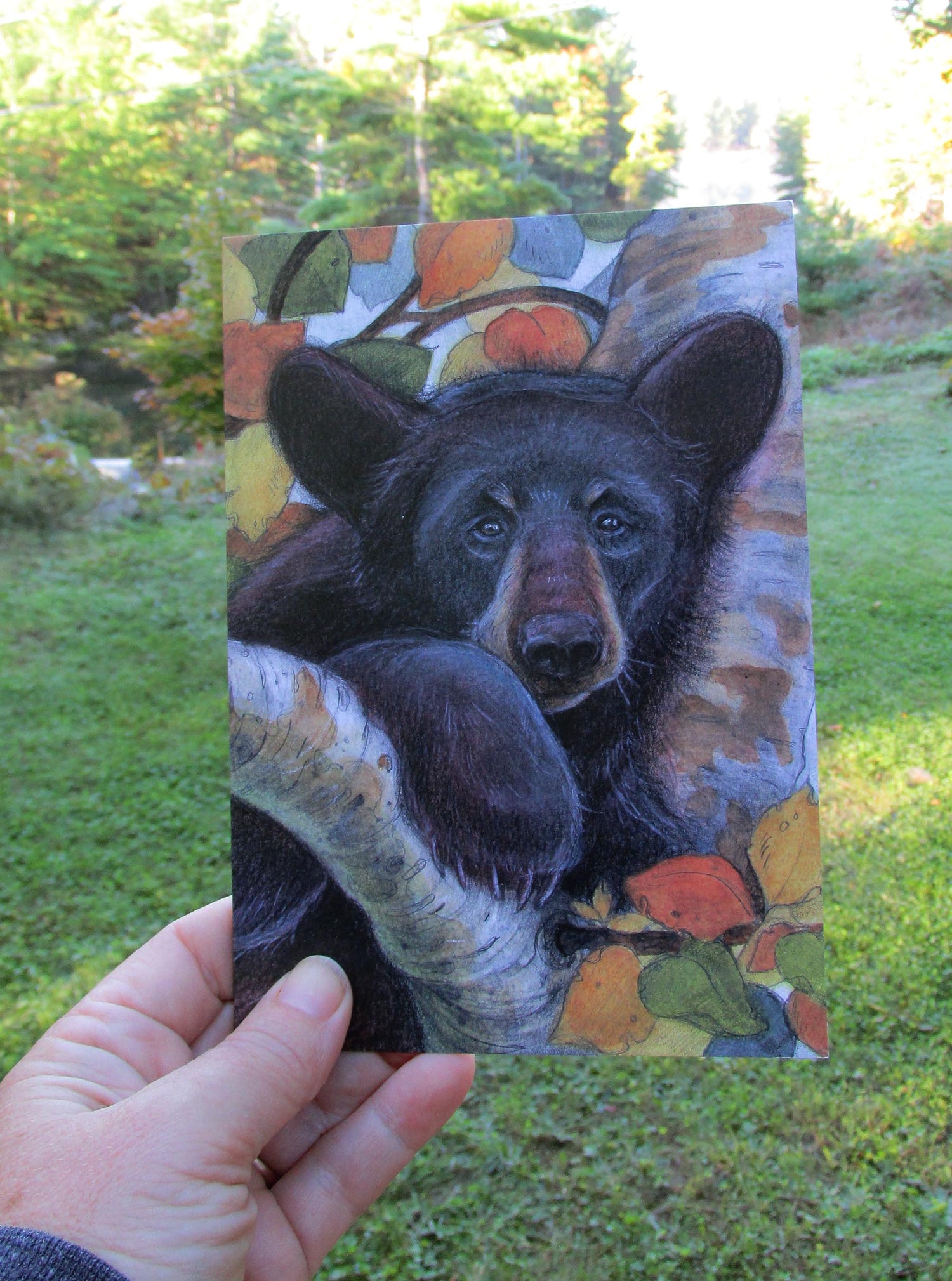 Illustrated Greeting Card of Black Bear in a birch tree