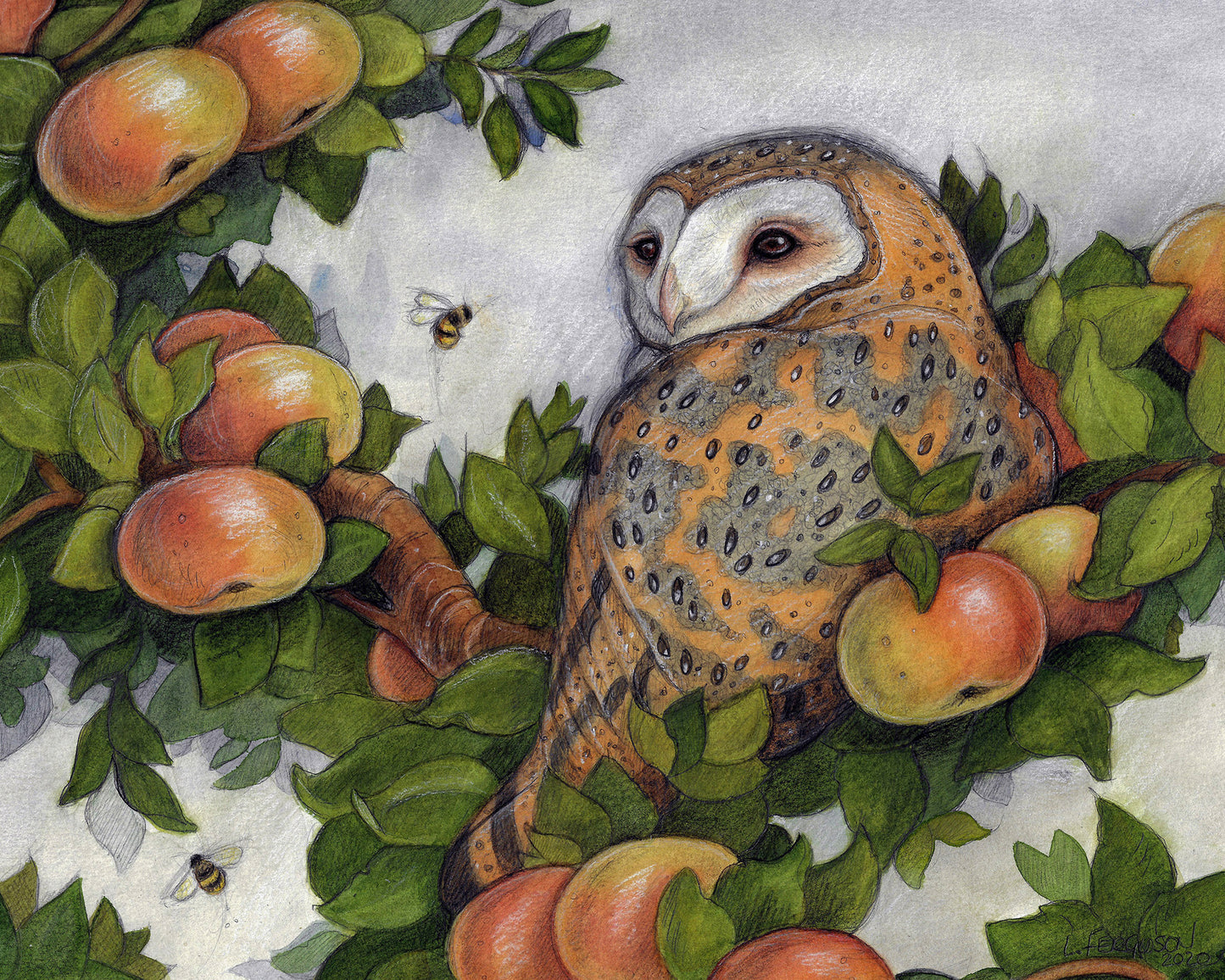 An illustrated  print of a barn owl sitting in a Mackintosh apple tree. Two bees fly by.