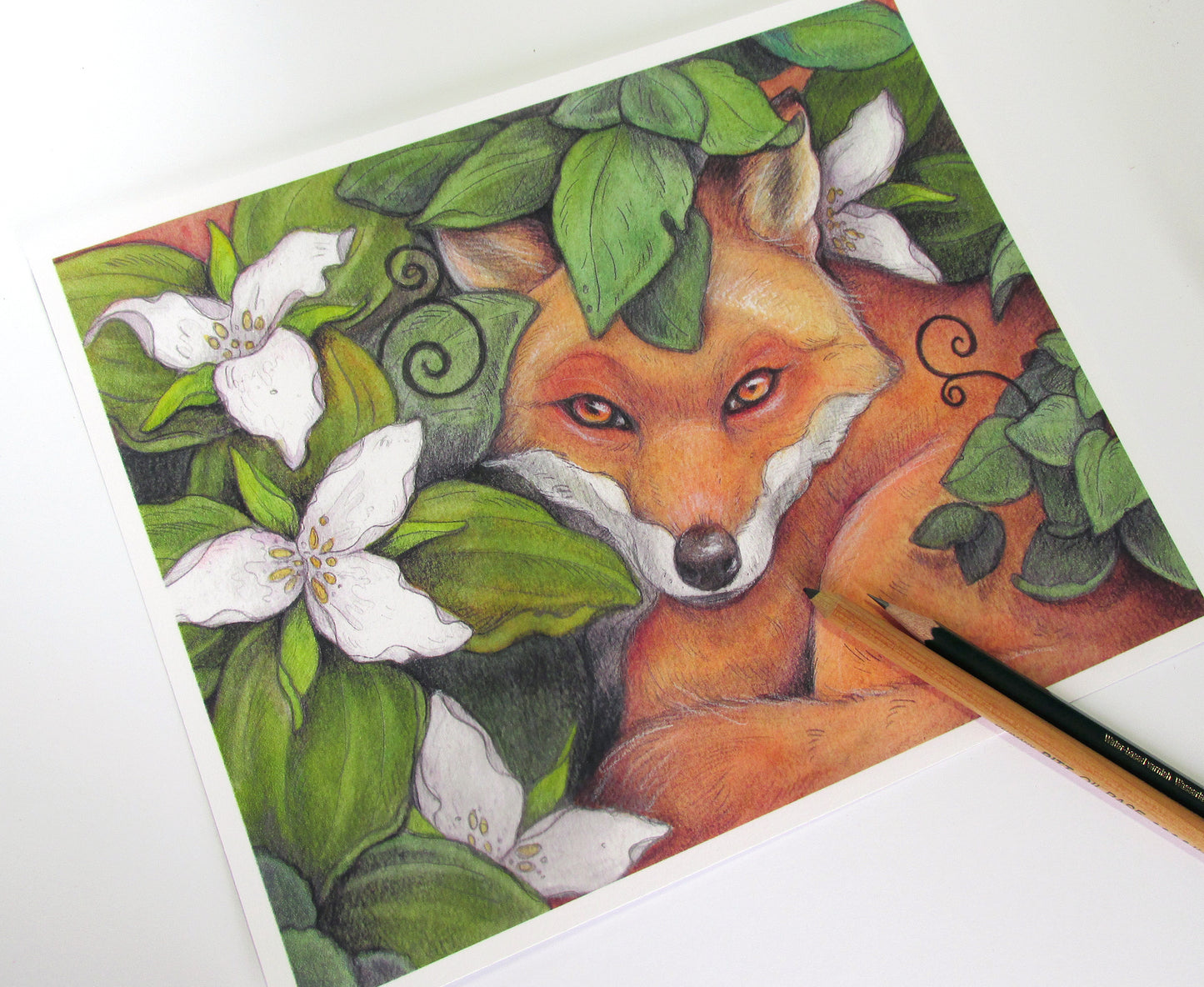 Fox in The Trilliums - Print
