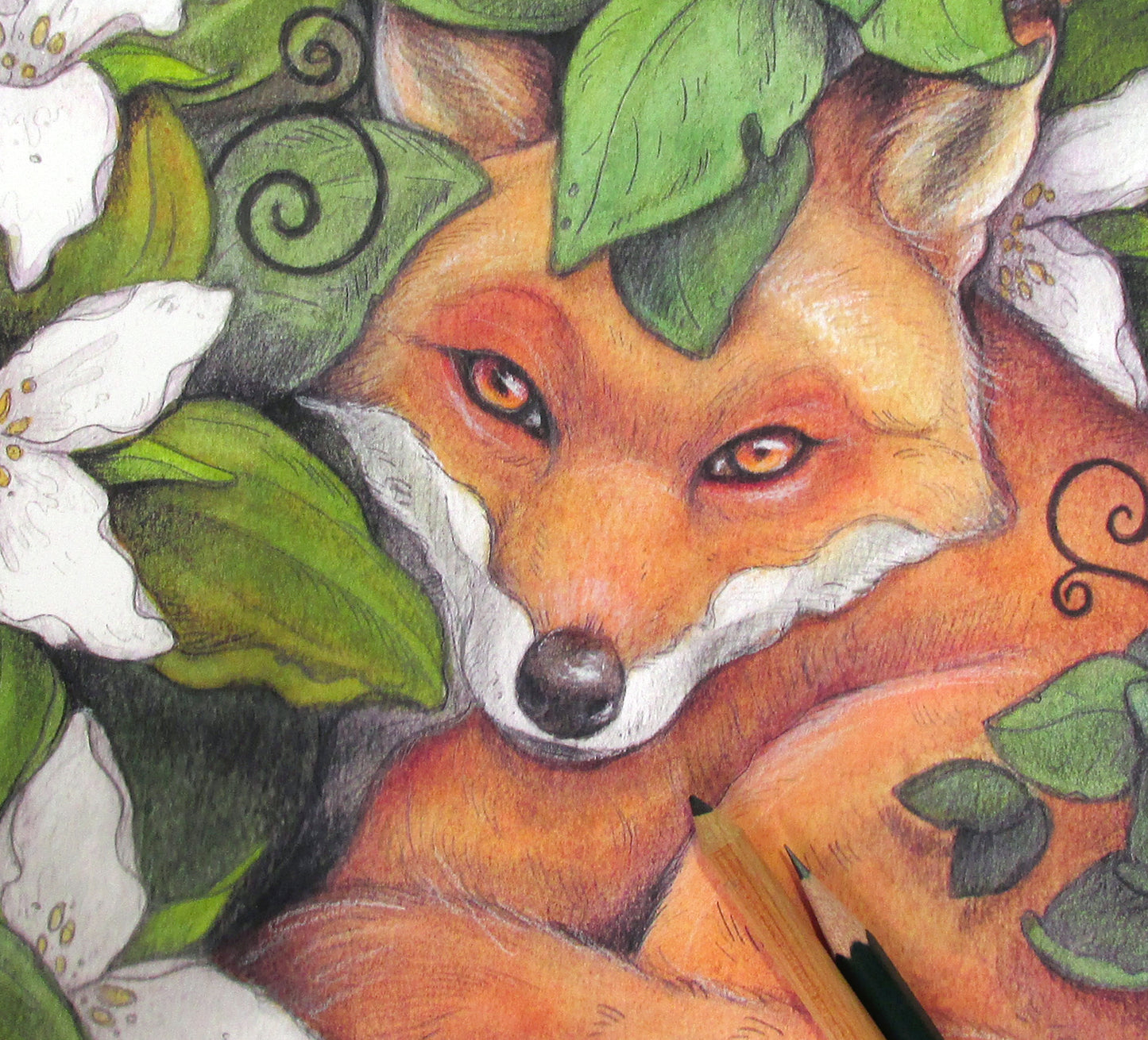 Fox in The Trilliums - Print
