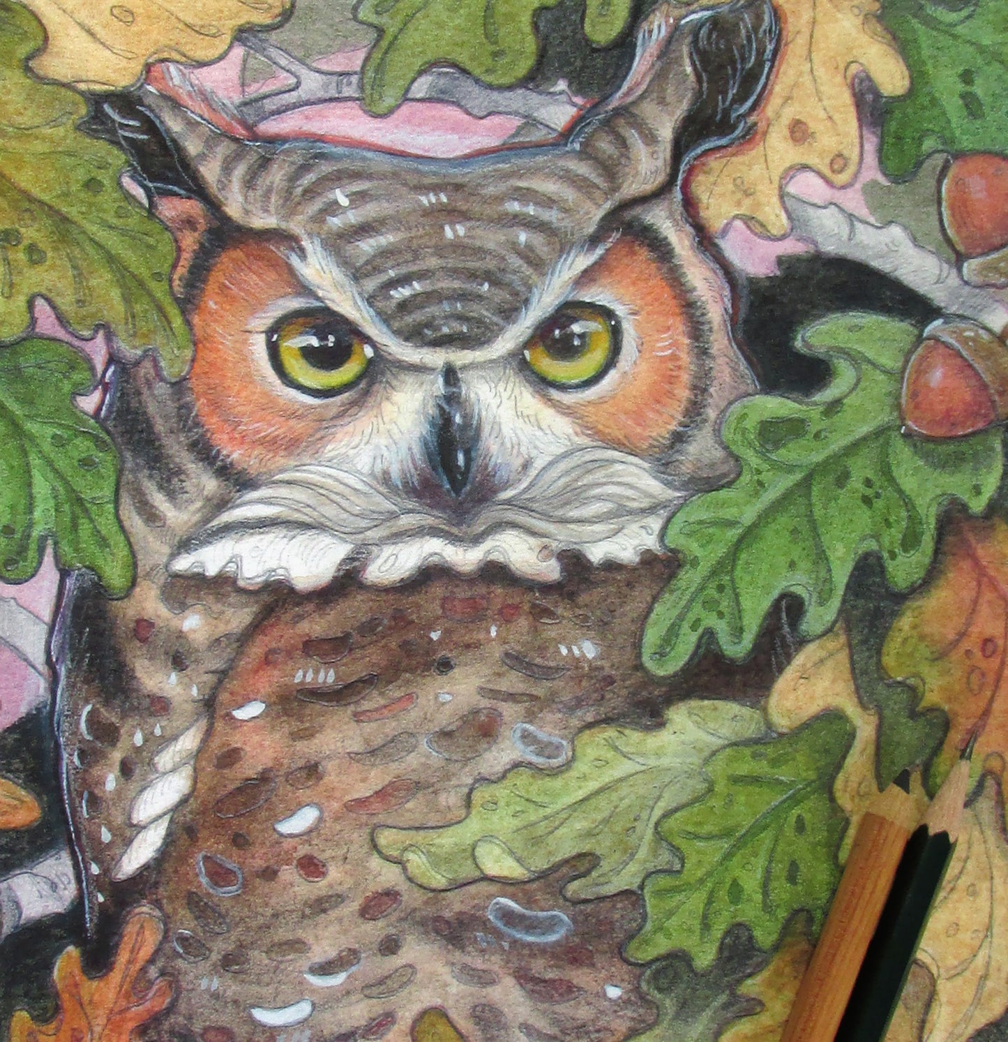 Owl In Oak Tree - Print